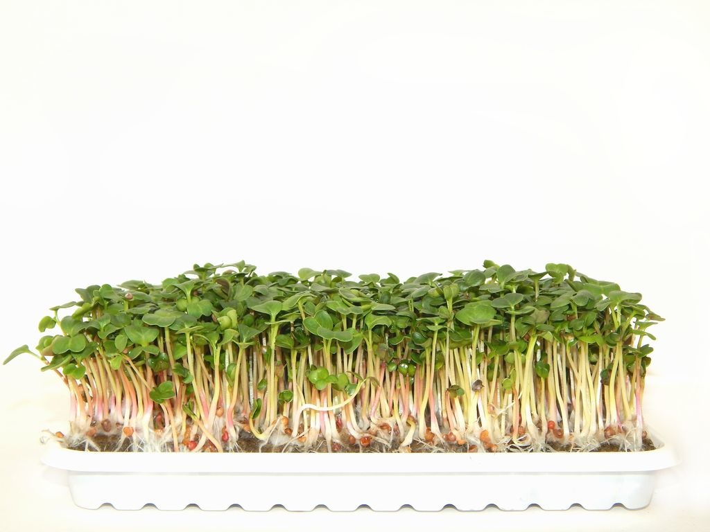 Микрозелень Щавель Красножильный