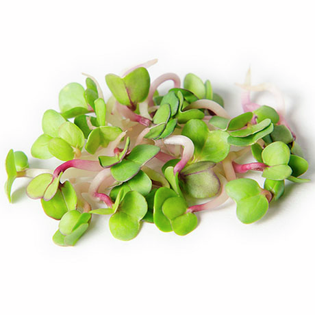 Микрозелень редиса