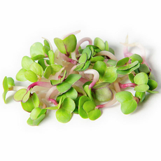 Микрозелень редиса