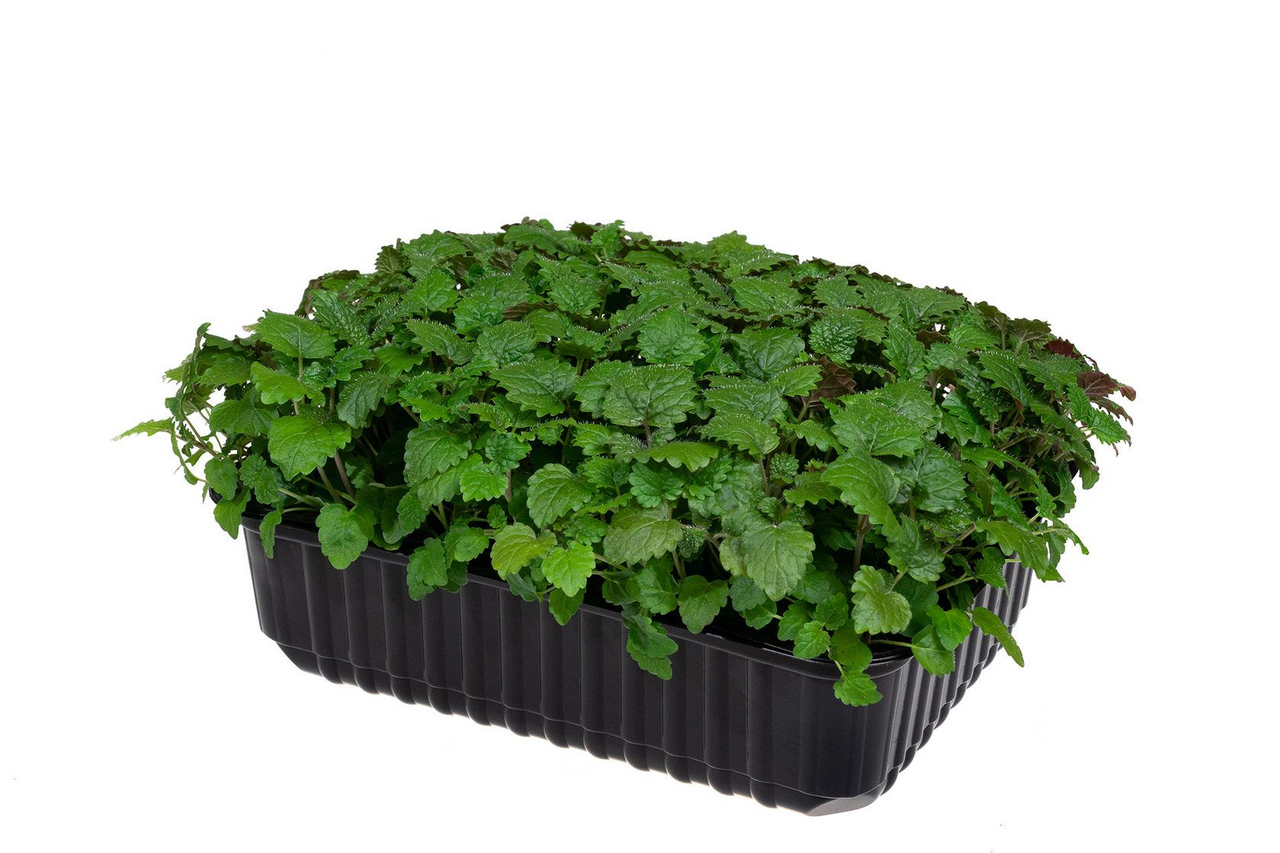 Микрозелень Рукола, 30г