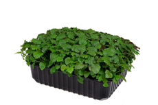 Микрозелень Рукола, 30г