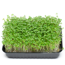 Микрозелень горчицы