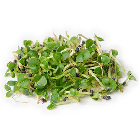 Микрозелень базилика зеленого