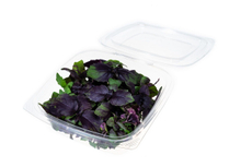 Микрозелень базилика фиолетового