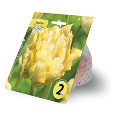 Луковицы №1 в ассортименте