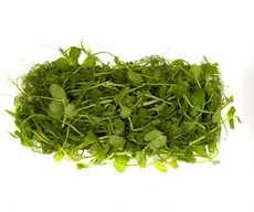 Микрозелень кресс-салата