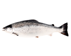 Лосось свежемороженый РРК Чили потрошеный с головой свежемороженый, ~6-7кг