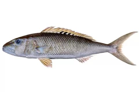 Априон зеленый дикий не разделанный, ~1-2кг