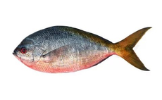 Фузилер дикий неразделанный, ~700г