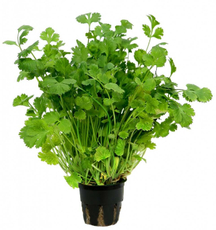 Кинза в горшочке