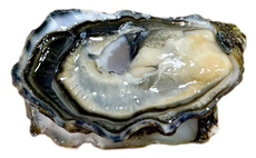 Устрица Лунная Жемчужина №3