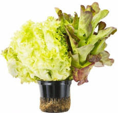 Салат Трио Микс в горшочке