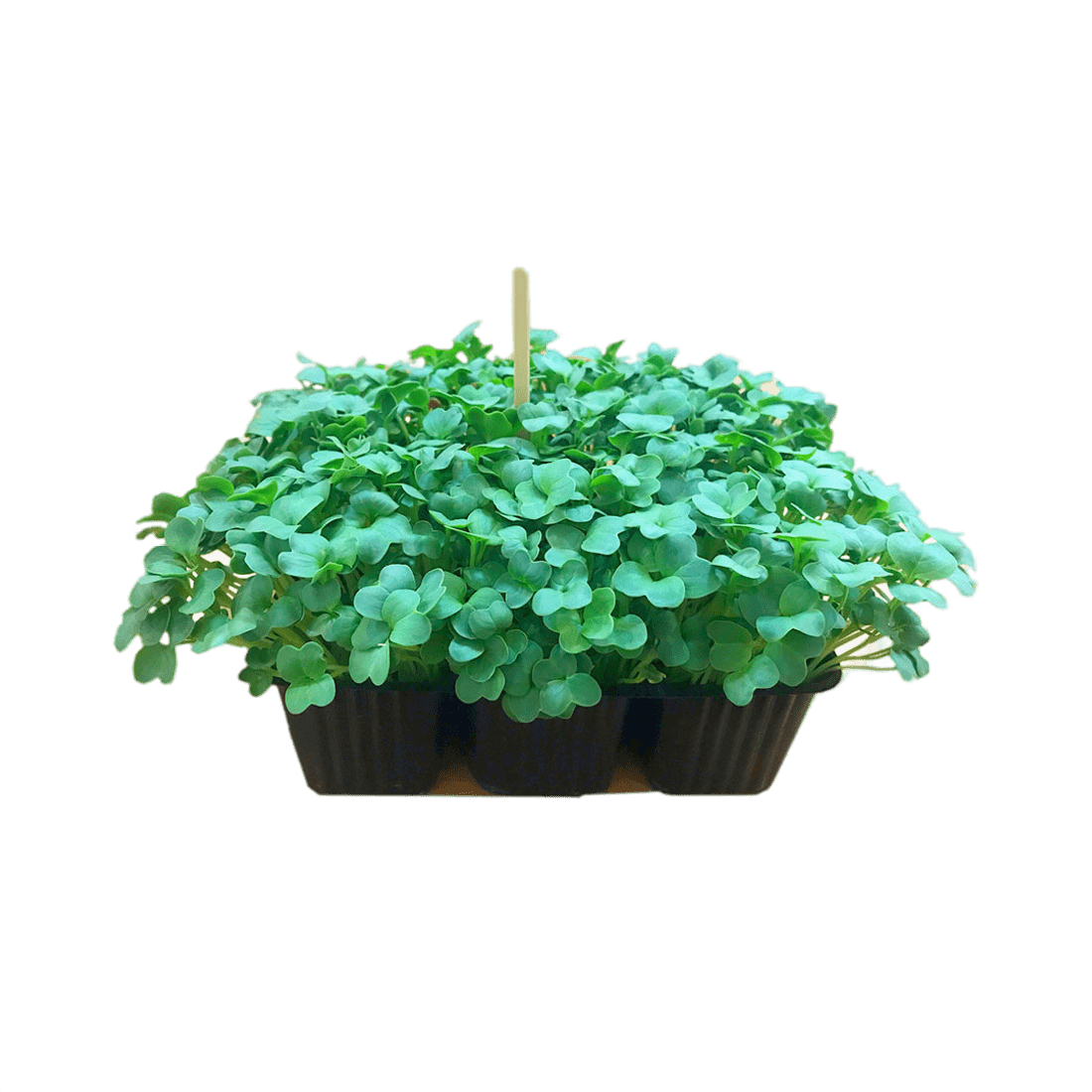 Микрозелень дайкон, 70г