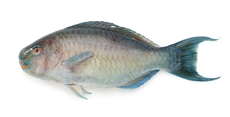 Рыба Попугай индийский океан, ~0.5-1кг