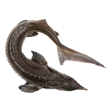 Осетр Ленский неразделанный охлажденный, ~1.7кг