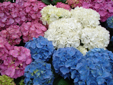 Гортензии Русский огород в ассортименте, 150г