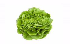 METRO Chef Салат Латук Блюз в горшочке, 175г