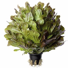 METRO Chef Салат Латук кантри в горшочке, 115г