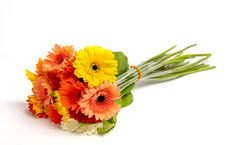 Букет №15 Моно гербера, 15шт цветовая палитра в ассортименте